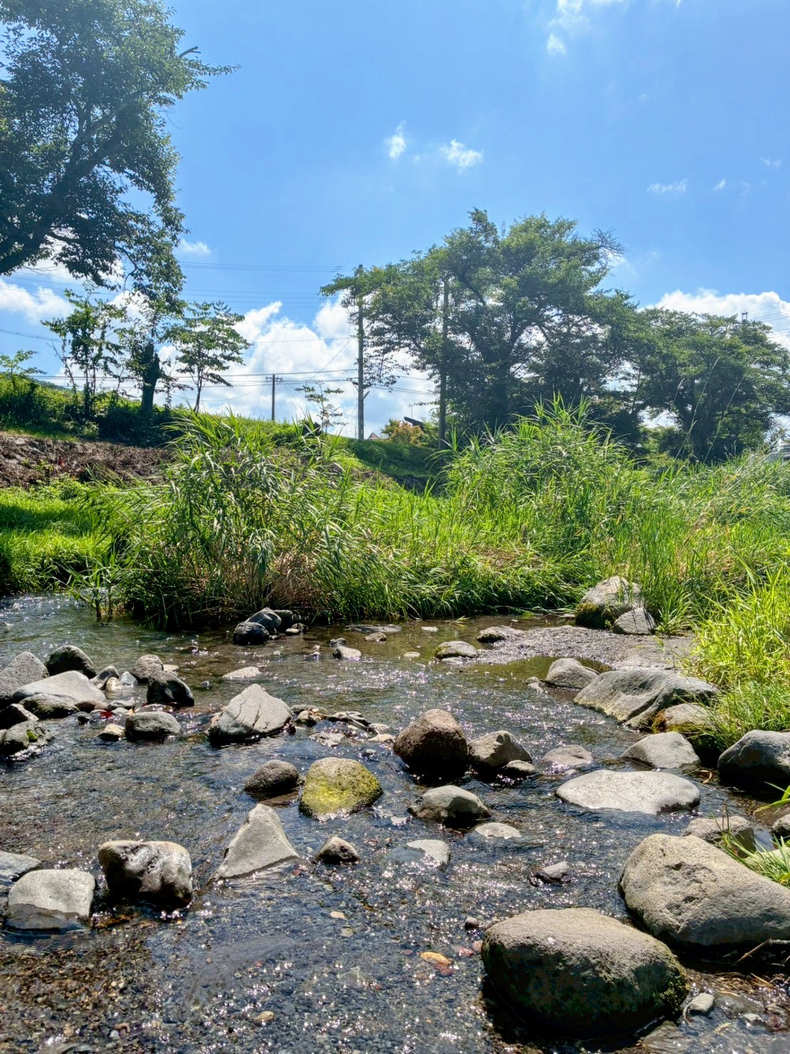 軽井沢の小川の清流。夏の日差しが降り注ぐ、緑豊かな自然風景。